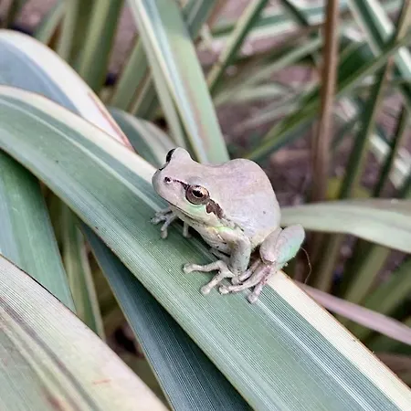 Bergerie Balneo Clim Piscine Hyères